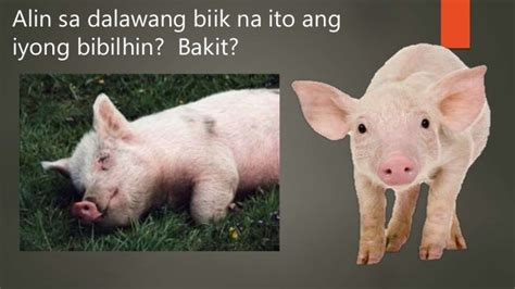 agawan ng baboy|Agawan ng Baboy, yung mahuhuli ay aalagaan na nila..